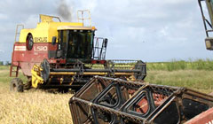 El proyecto de Cuba para disminuir las importaciones de arroz esta bien definido